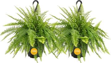Urban Stems - The Party Girl Plant - fresh Potted Plant, Perfect Housewarming Gift for Women or Men
