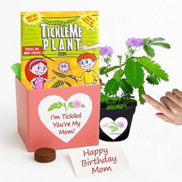 Seedling Birthday Plant