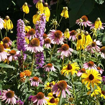 Midwest Wildflower Mix