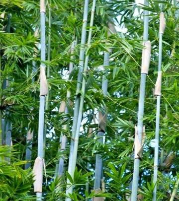 Hazel & Blue Bamboo Planting Shelf