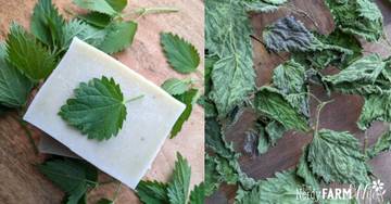 Nettles & Neem Solid Shampoo Bar