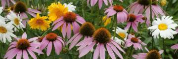 Bee the Change Wildflower Seed Mix