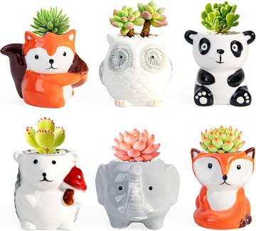 Potted 6-Pack Succulents in Ceramic Planters